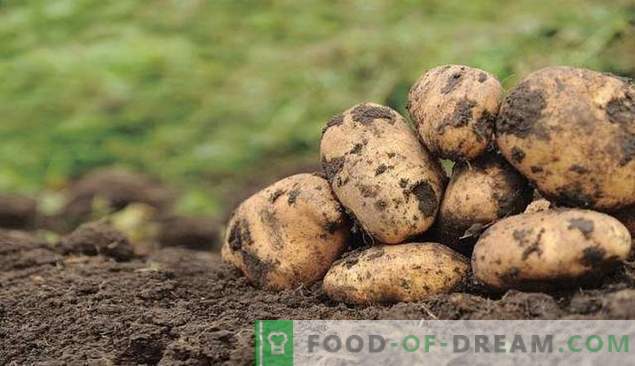 Zorg voor aardappelbescherming!