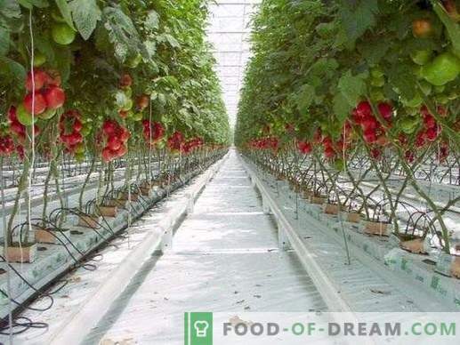 Waarom zijn tomaten in de winkel smakeloos?