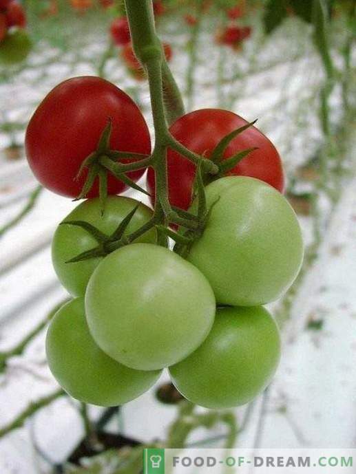 Waarom zijn tomaten in de winkel smakeloos?