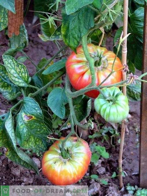 Waarom zijn tomaten in de winkel smakeloos?