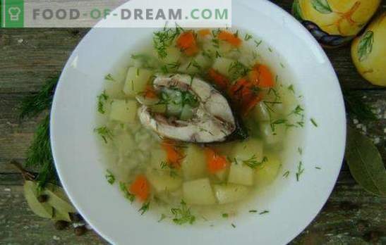 Carp vis soep - een geurige en gezonde eerste cursus. Recepten karpersoep: klassiek, met dooier, gierst, gerst, etc.