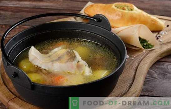 Snoekbaars soep is traditioneel en origineel: met aardappelen, gierst, champignons. Hoe het oor van snoekbaars te koken met kruiden en wodka
