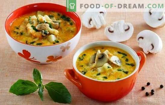 Soep met champignons en kaas - verwen je familie! Een selectie van de beste recepten voor soep met champignons en gesmolten kaas